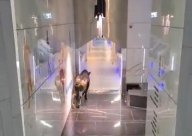 شاهد: ثور هائج يقتحم مجمع بنك لؤومي في اللد